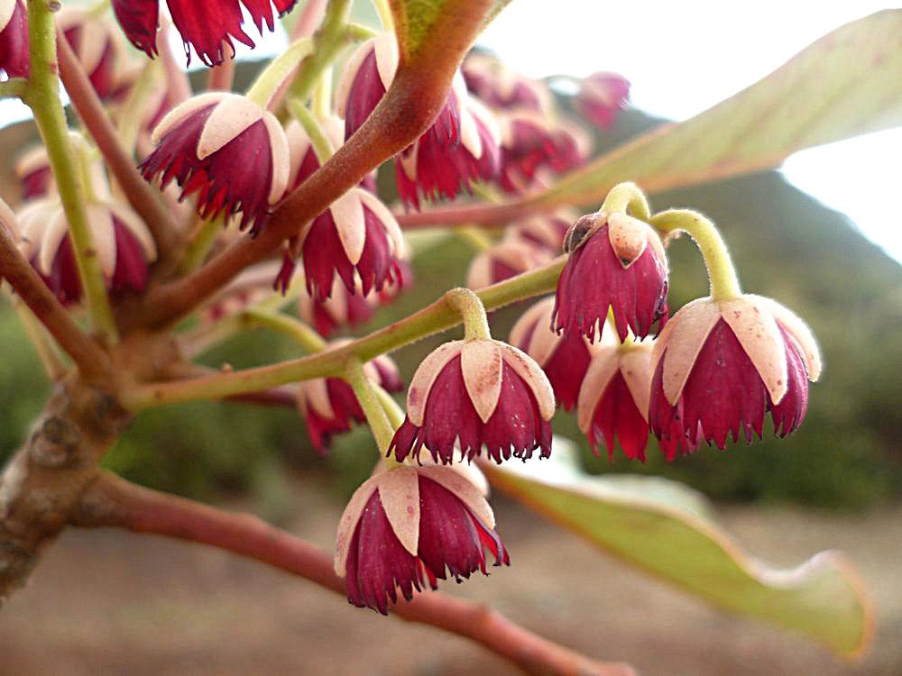 Elaeocarpus kaalensis flower