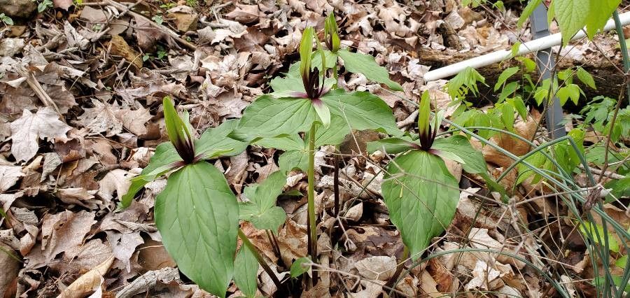 Trillium viridescens — search result for 'Trillium'