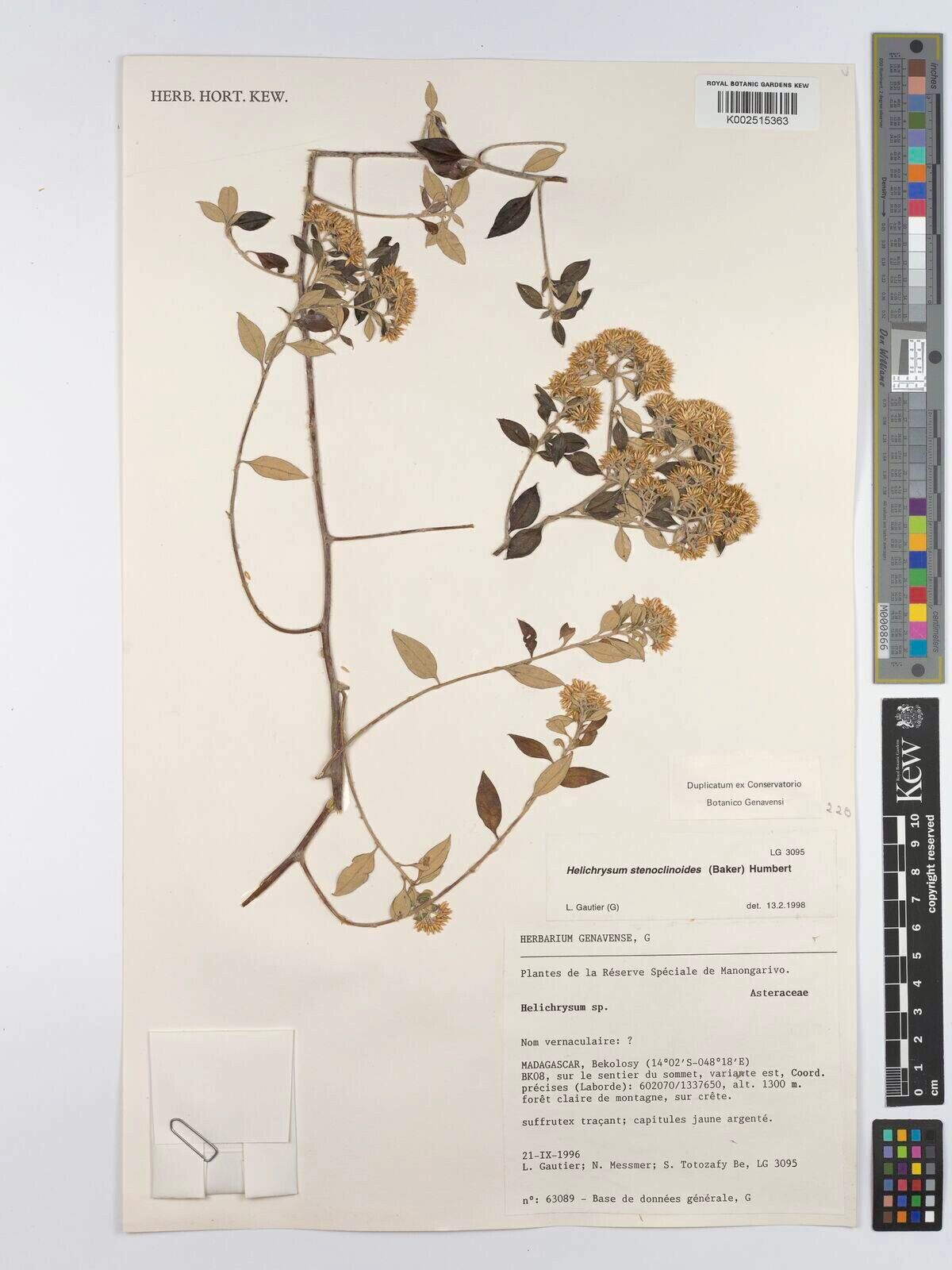 Helichrysum stenoclinoides — search result for 'Helichrysum'