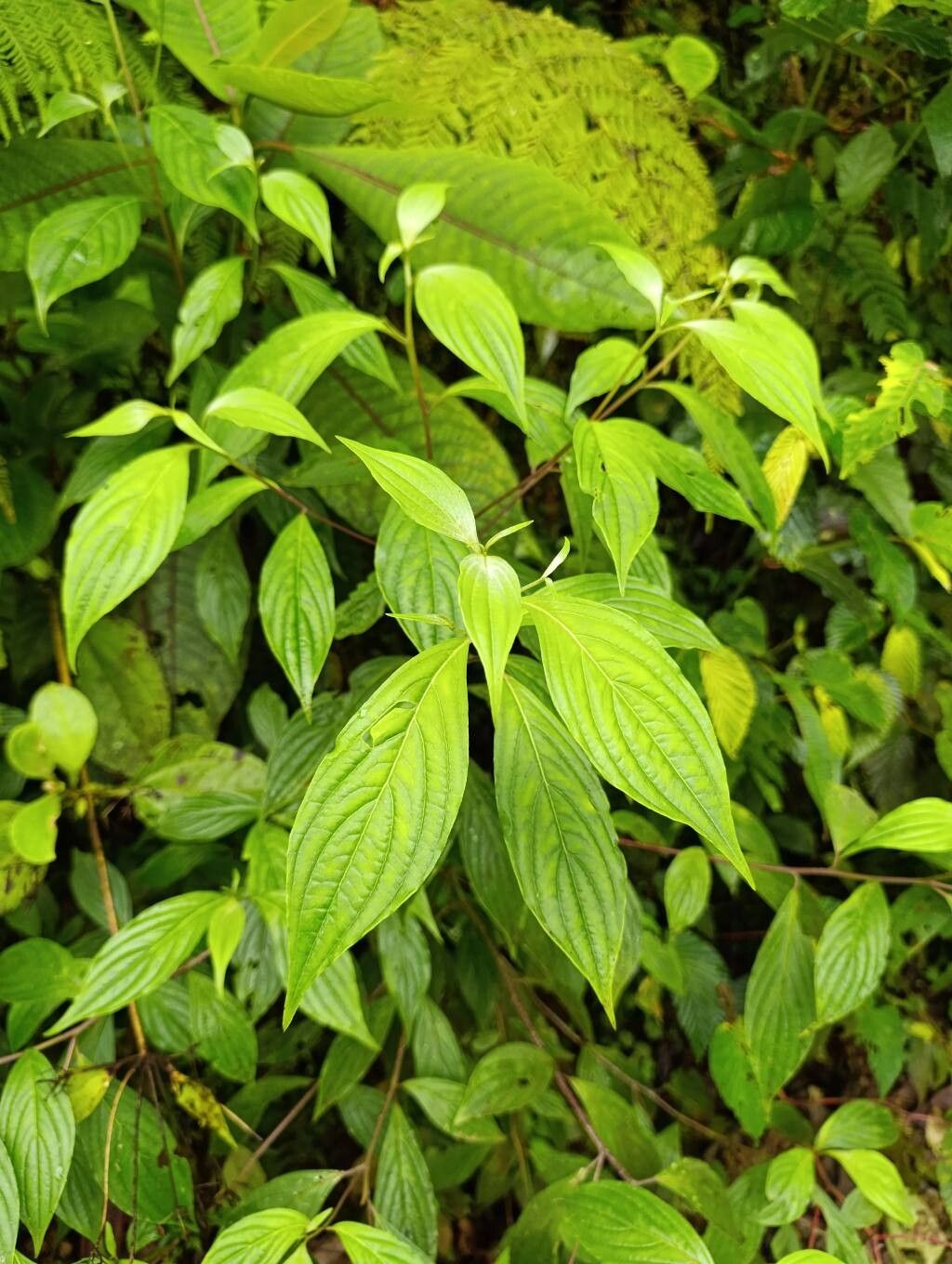 Cornus peruviana — search result for 'Cornus'