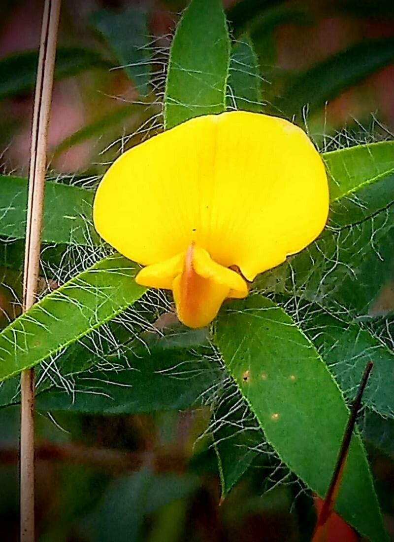 Scorpiurus vermiculatus flower