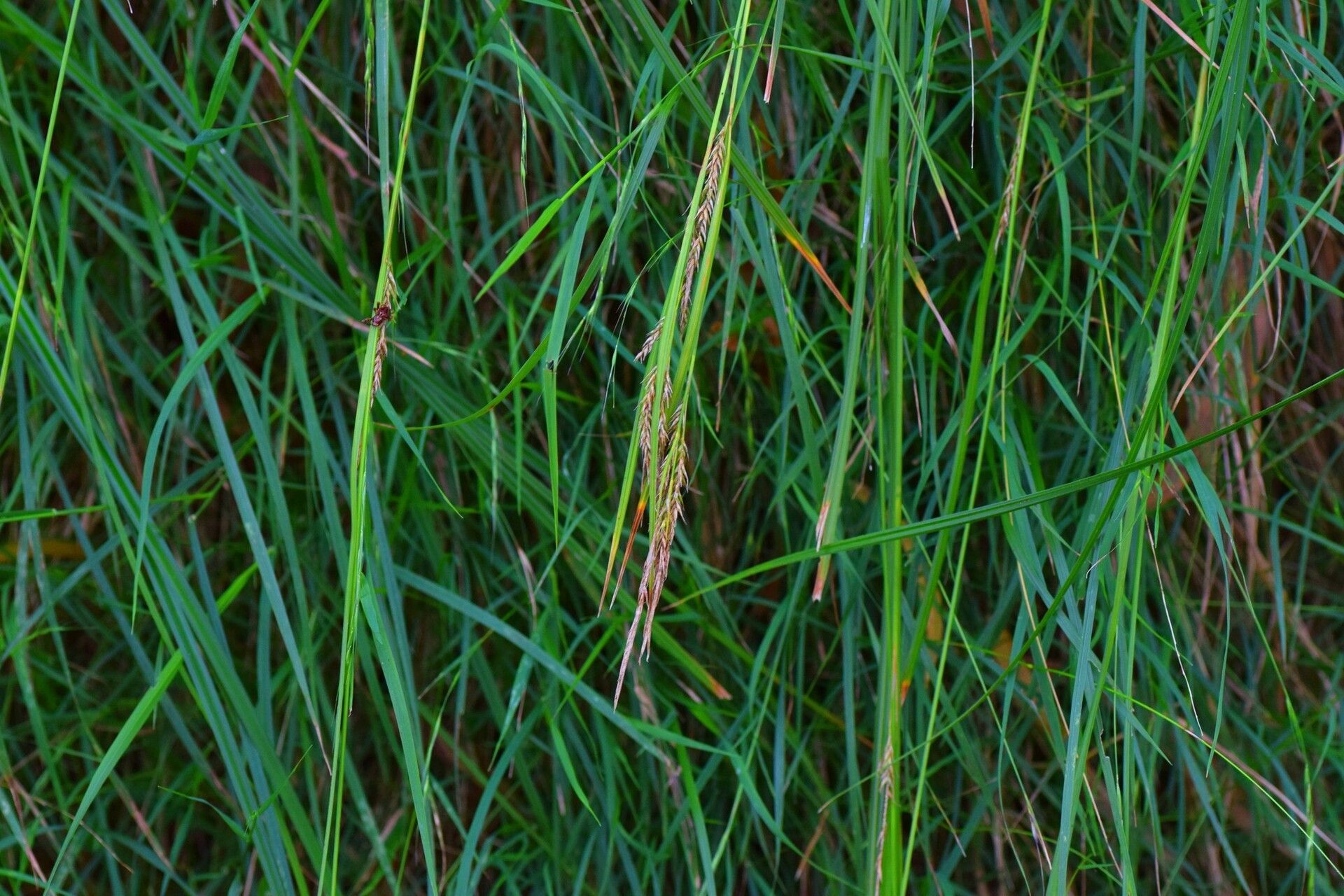 Carex boryana habit