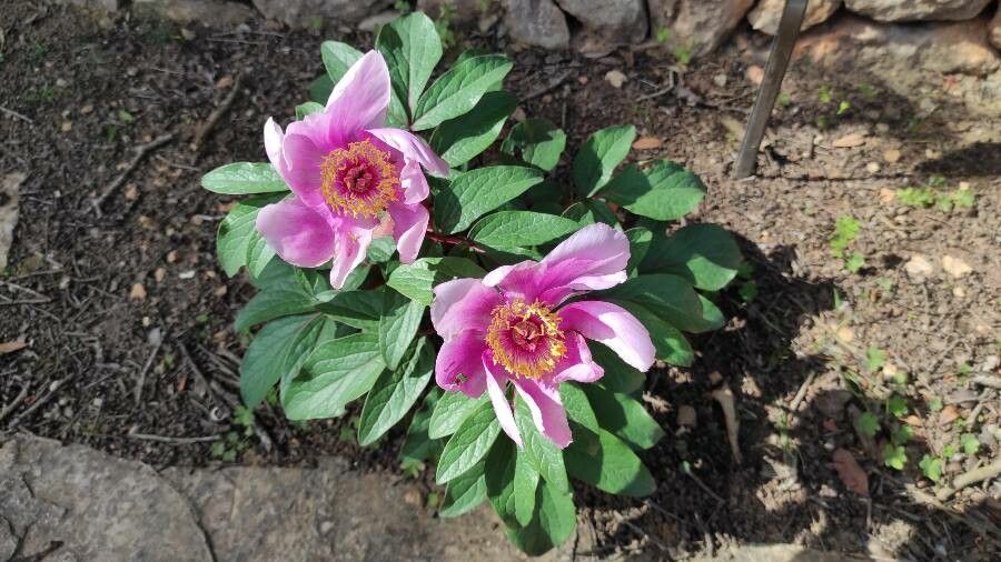 Paeonia cambessedesii flower