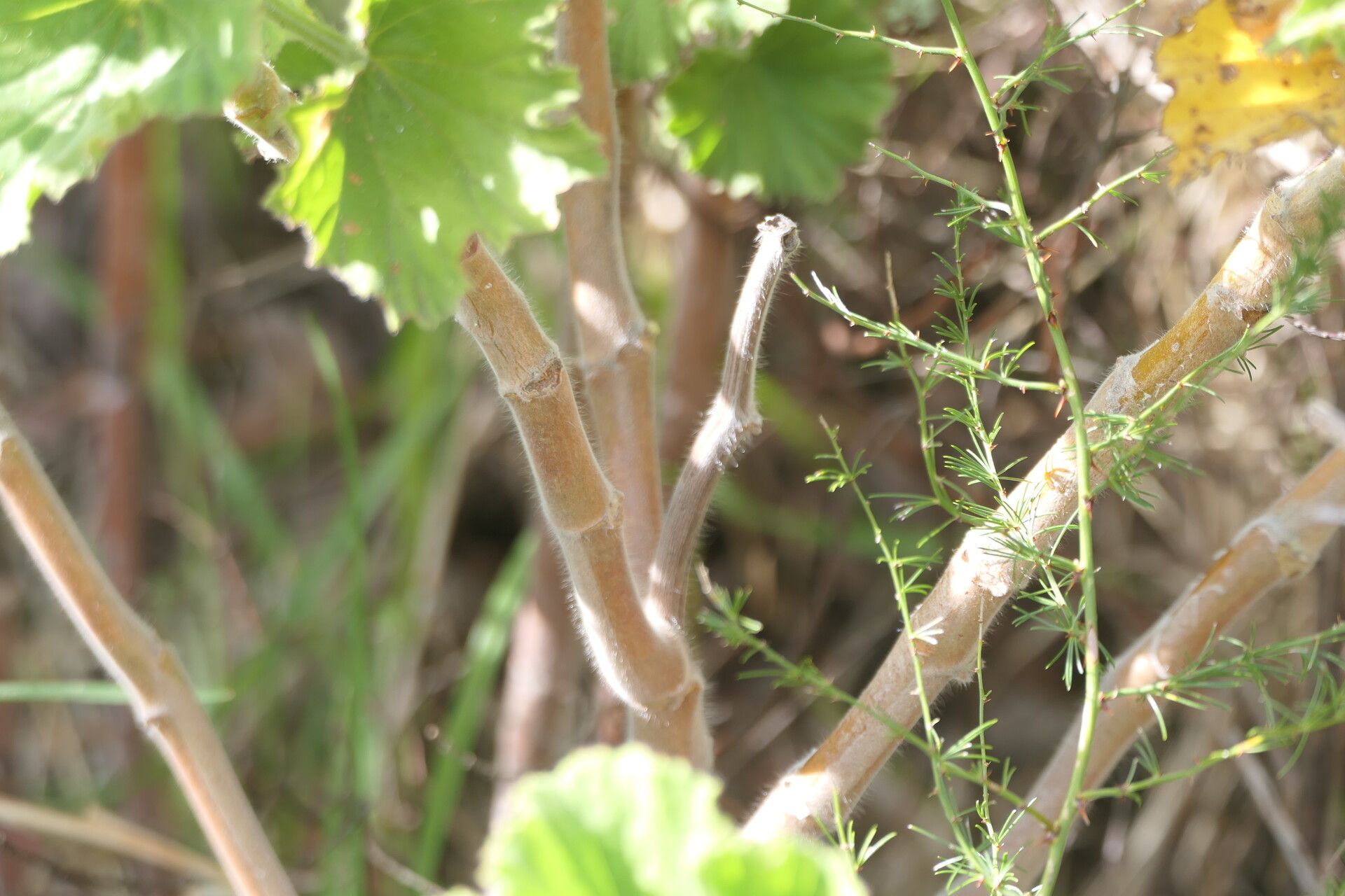 Pelargonium cucullatum bark