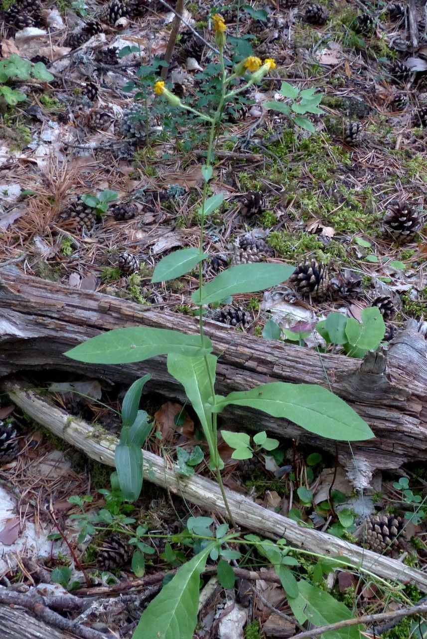Hieracium lactucifolium habit