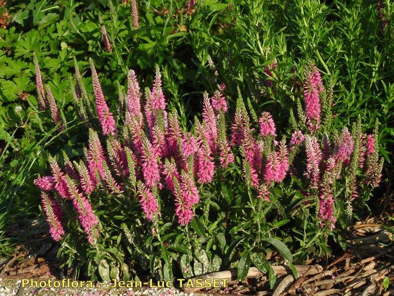 Veronica x sooiana habit