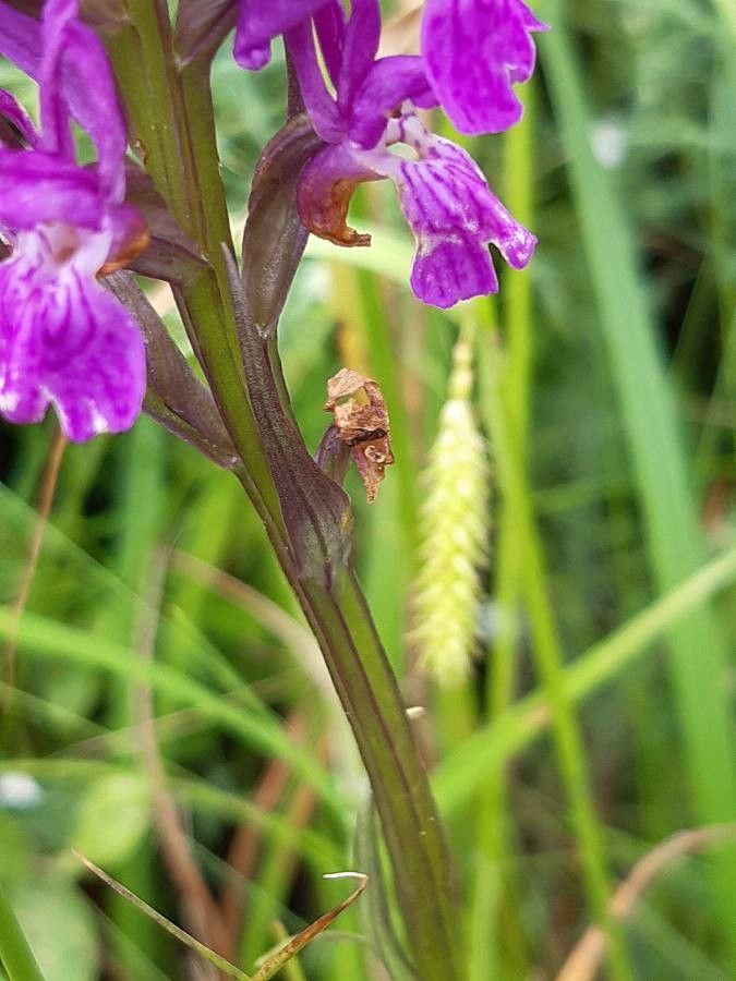 Dactylorhiza elata bark
