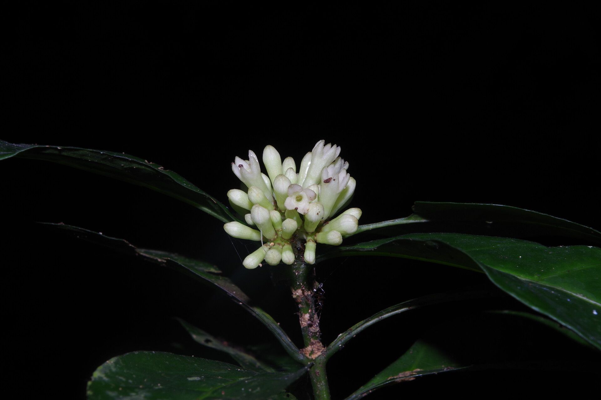 Chassalia subherbacea flower