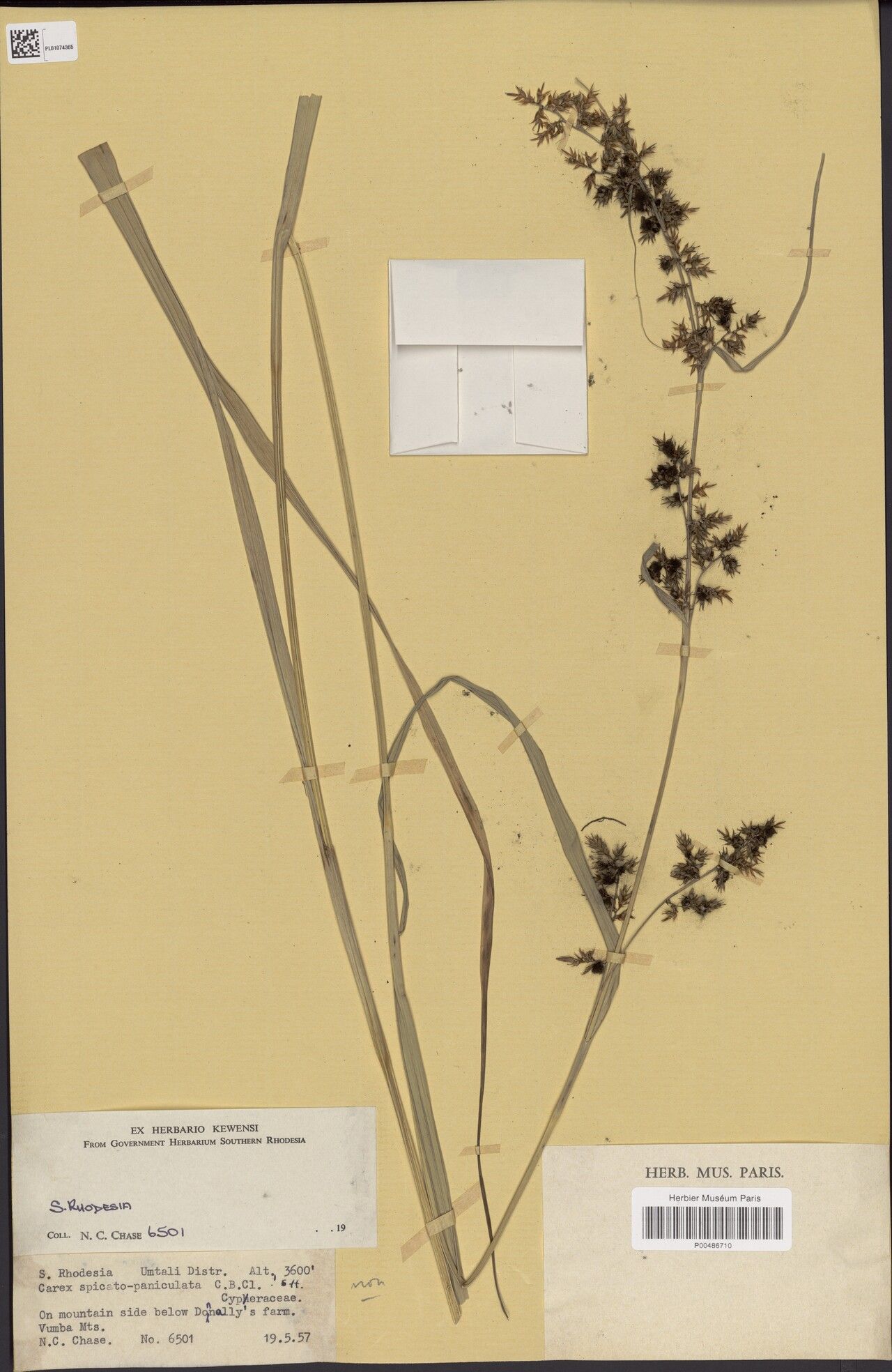 Carex sambiranensis — houseplant care guide