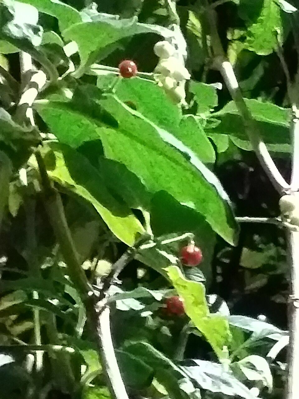 Psychotria punctata habit