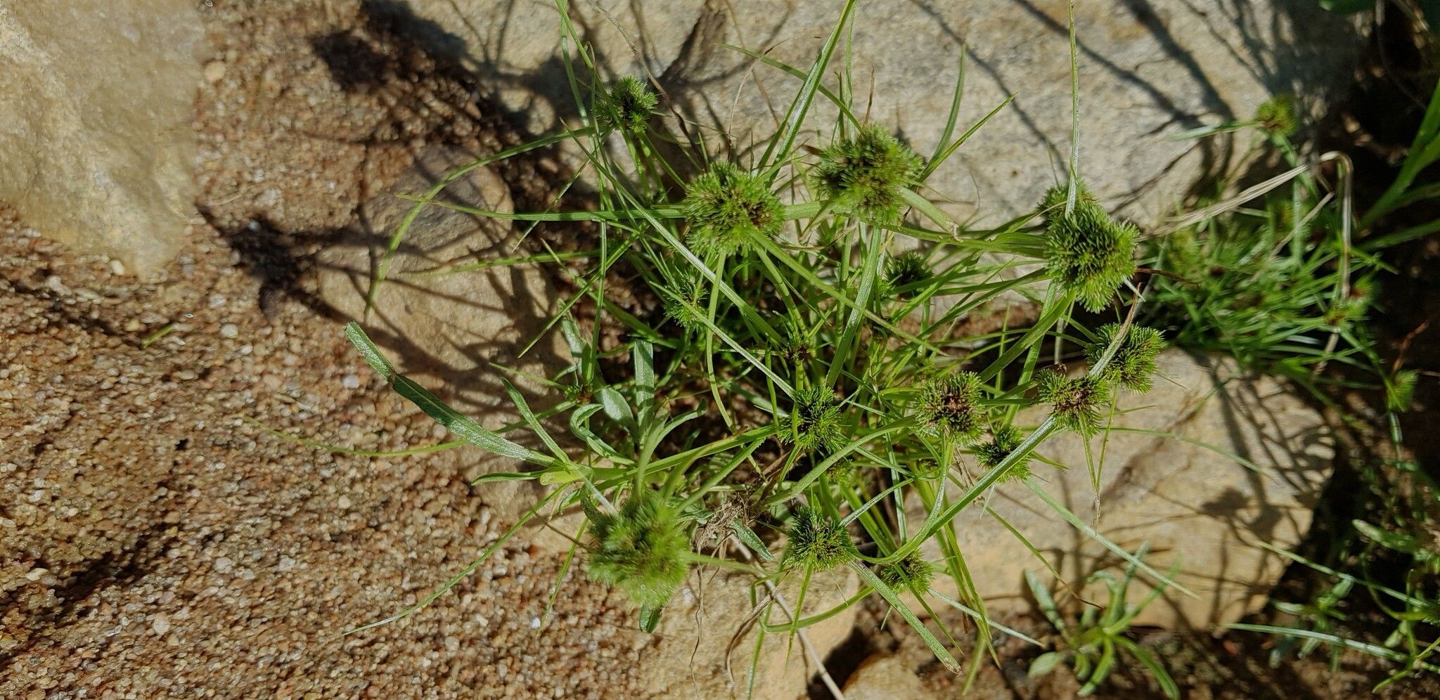 Cyperus hystricoides leaf