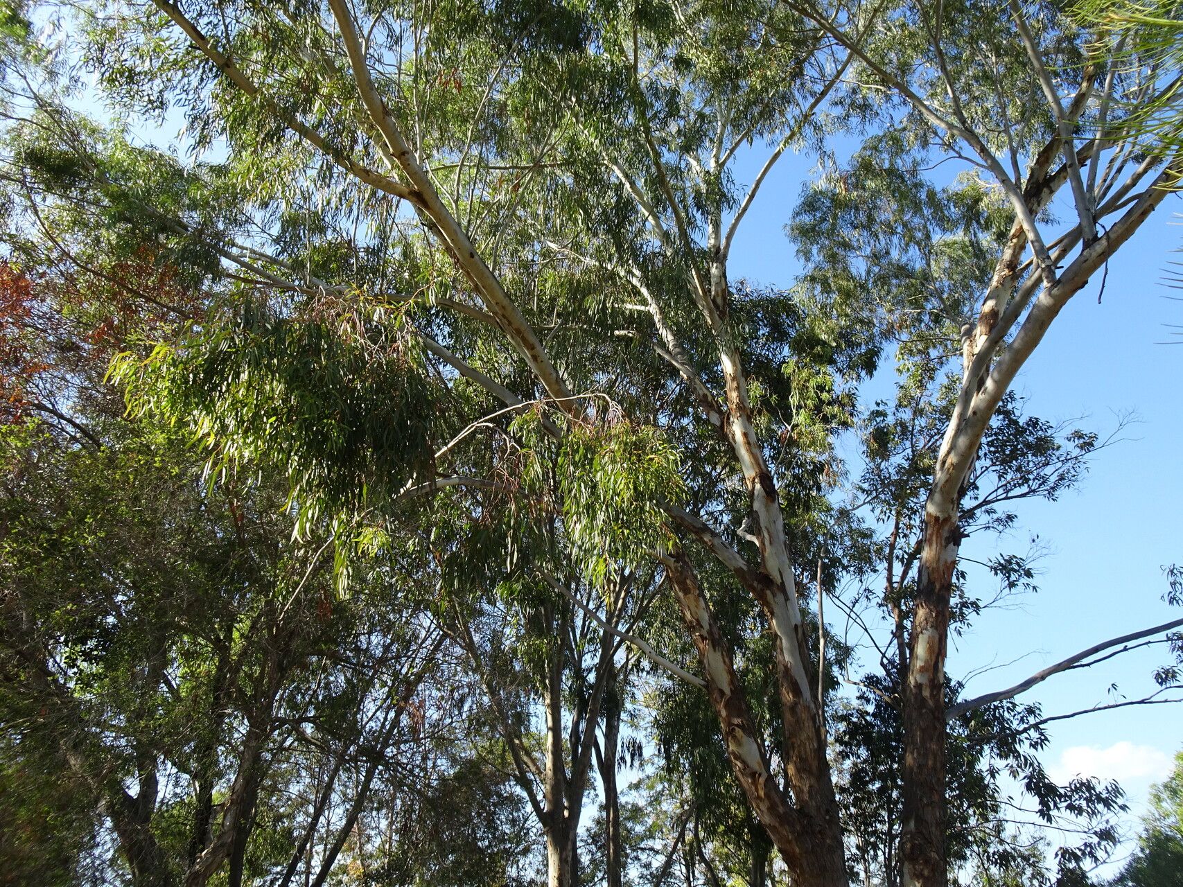 Eucalyptus melliodora other