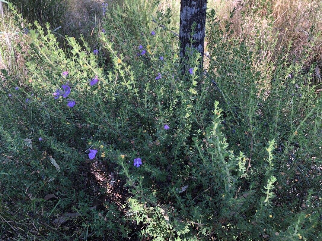 Prostanthera cryptandroides — related species from the same genus