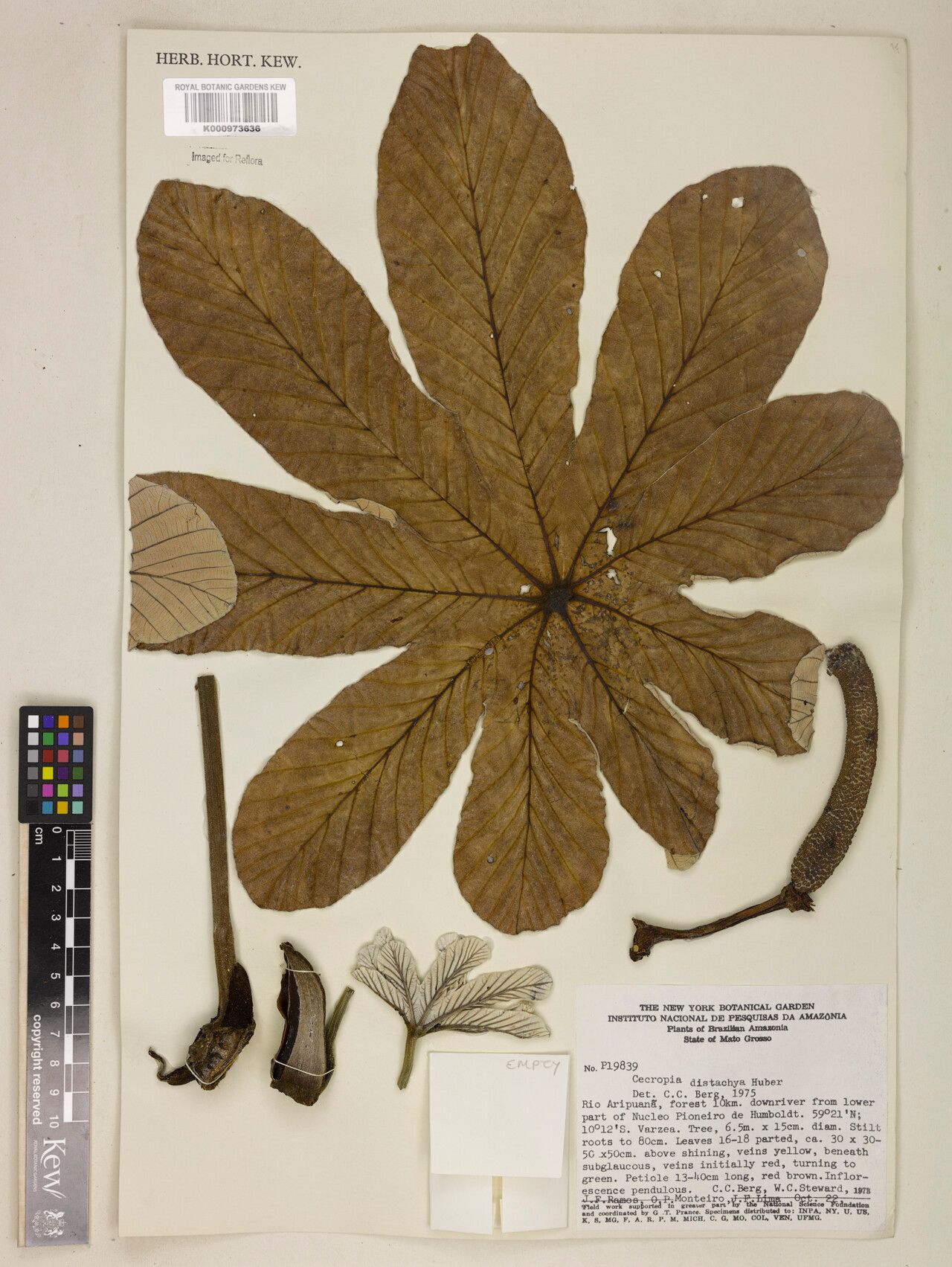 Cecropia distachya flower