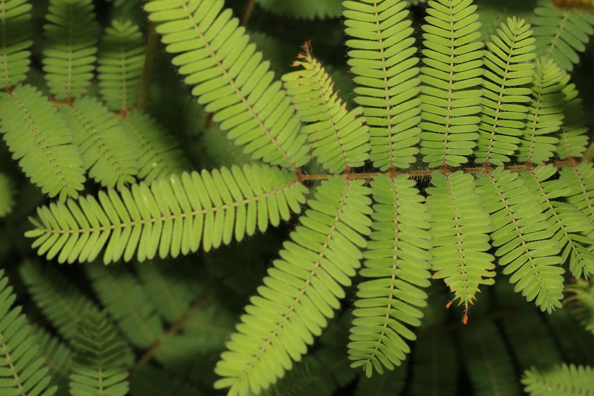 Mimosa camporum leaf