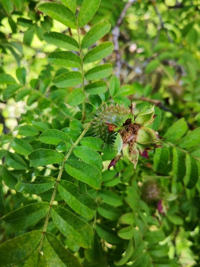 Rosa roxburghii fruit