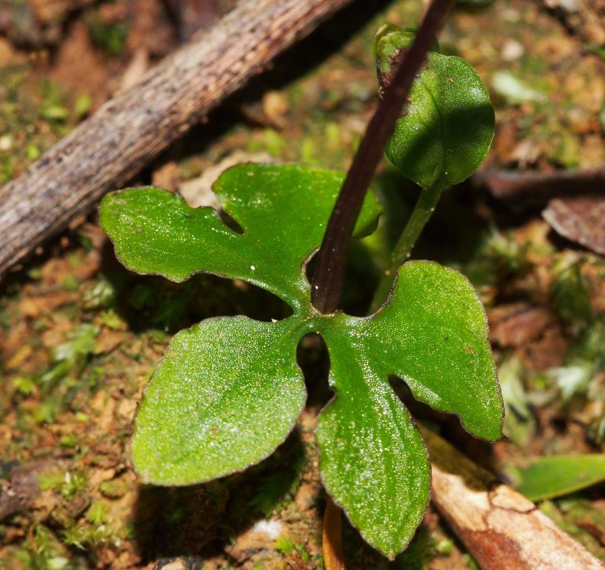 Acianthus corniculatus habit