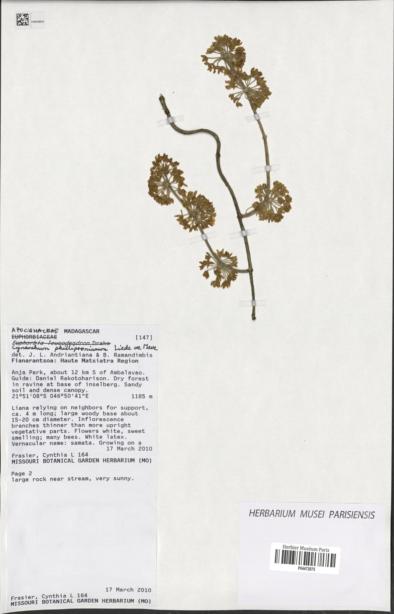 Cynanchum membranaceum — houseplant care guide