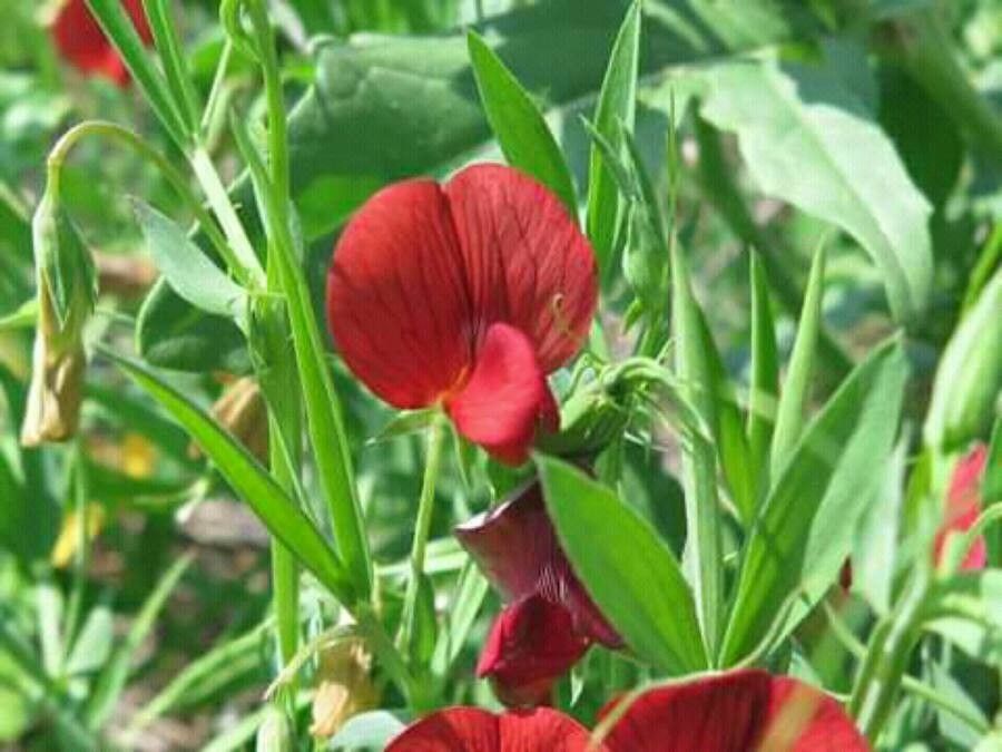 Lathyrus pseudocicera — search result for 'Lathyrus'