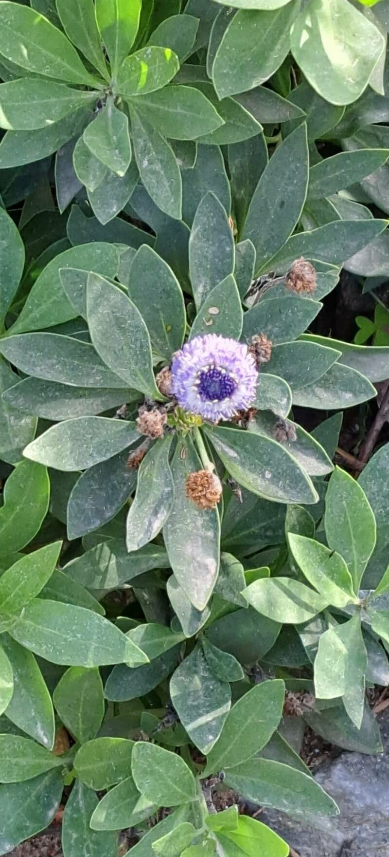 Globularia sarcophylla flower