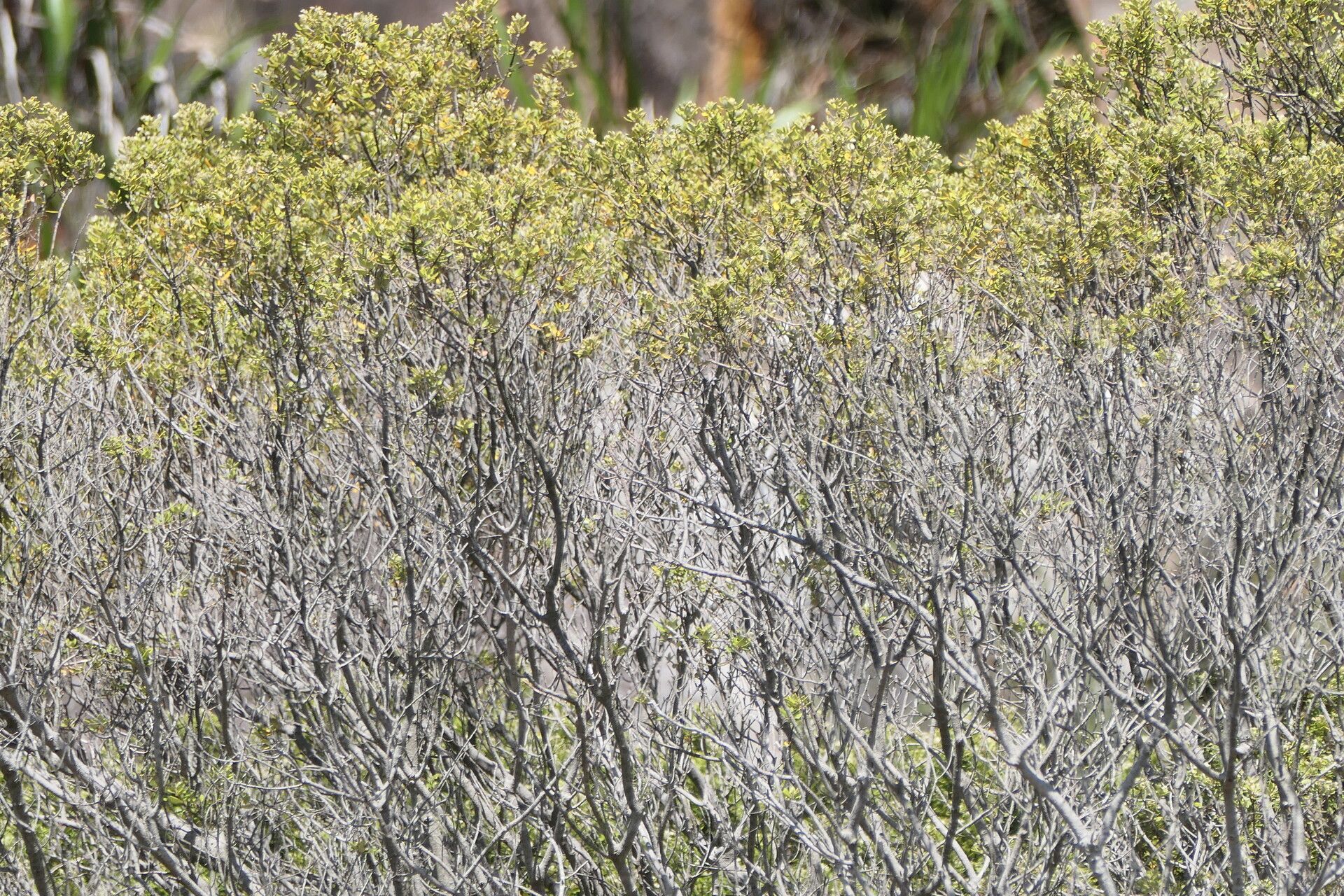 Pteronia divaricata bark