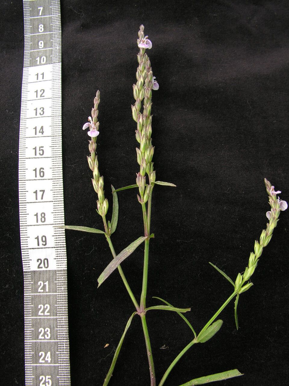 Rostellularia diffusa habit