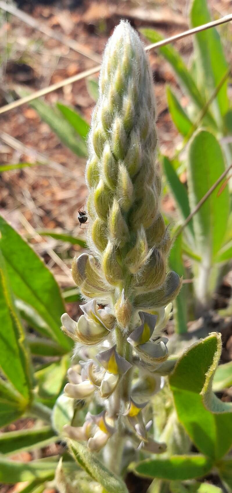 Lupinus paraguariensis flower
