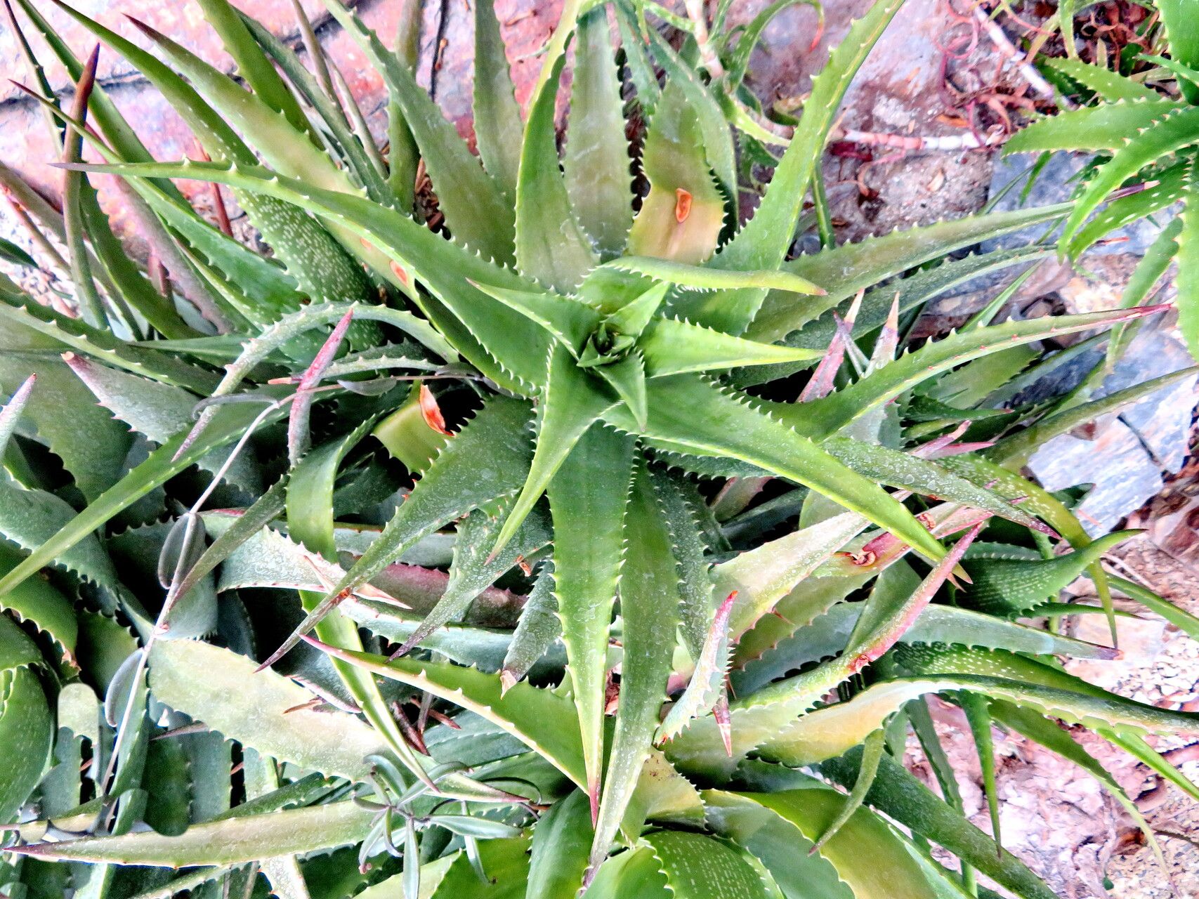Aloe classenii — houseplant care guide