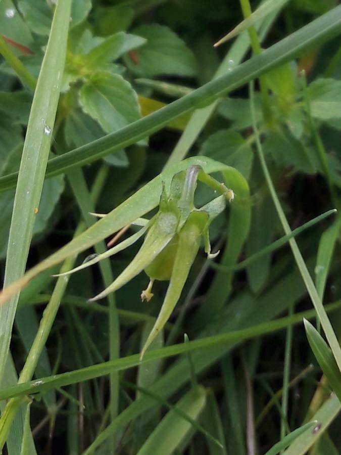 Viola Cornuta fruit