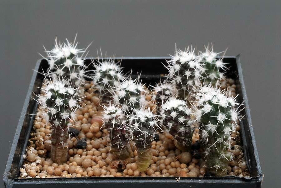 Sclerocactus pubispinus habit