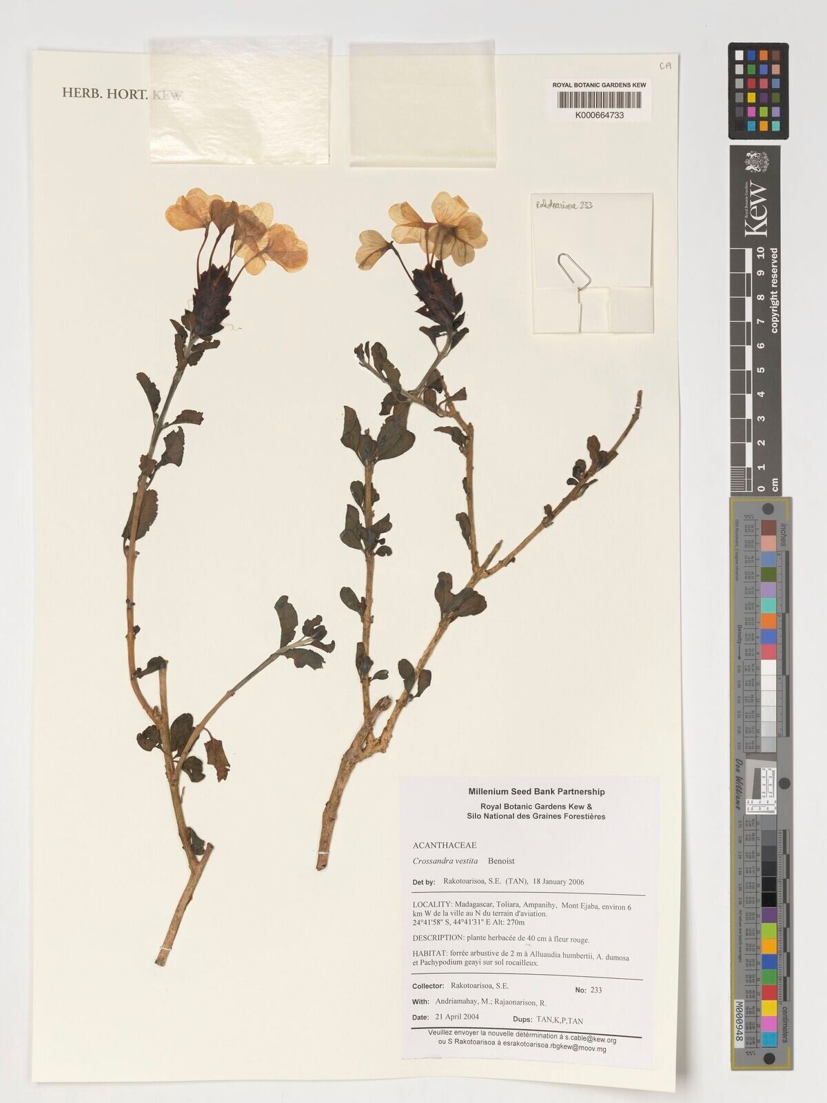 Crossandra vestita — search result for 'Crossandra'