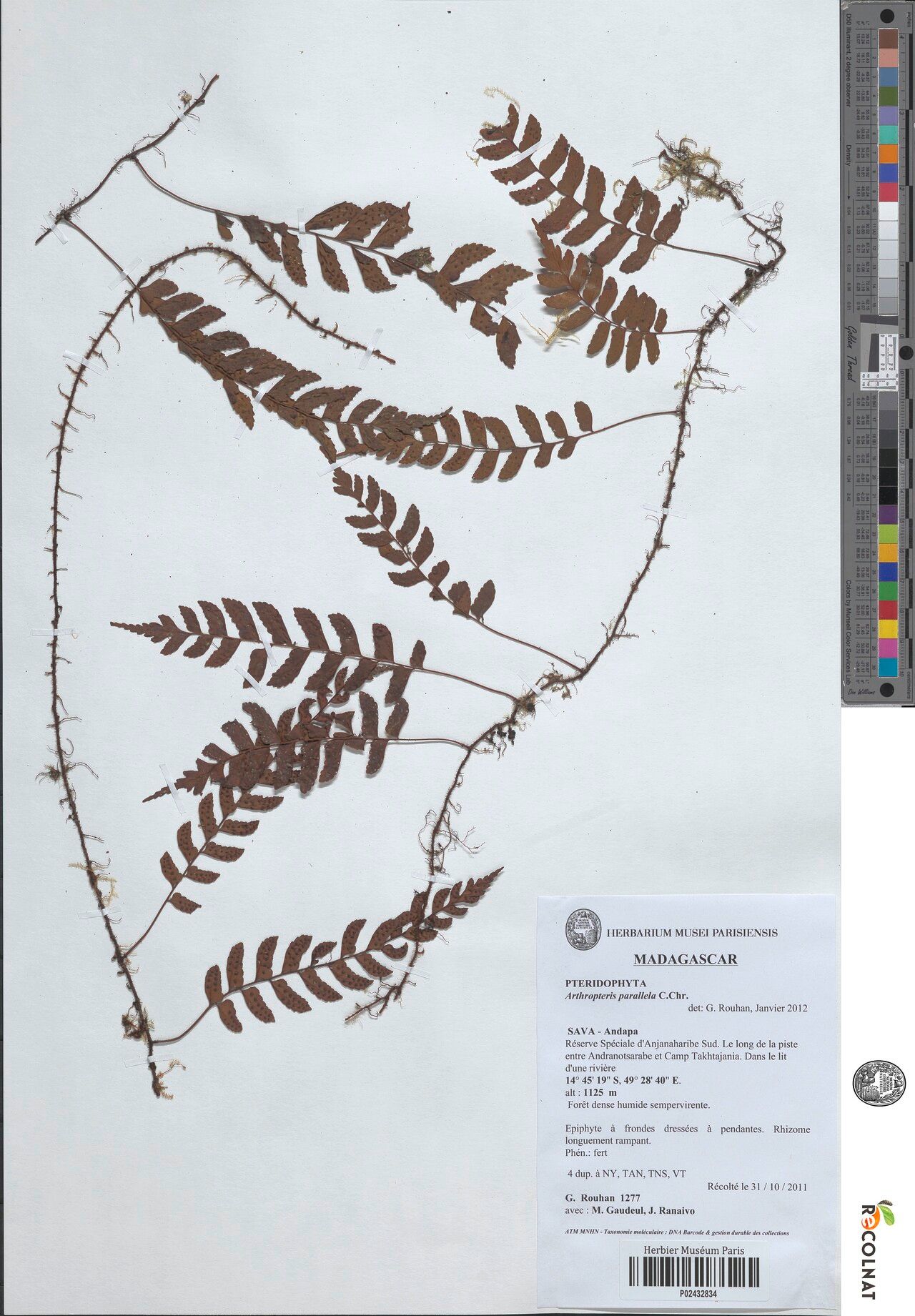 Arthropteris parallela — houseplant care guide