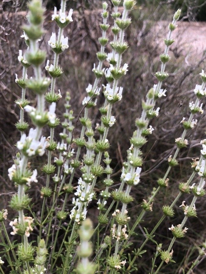 Sideritis leucantha habit