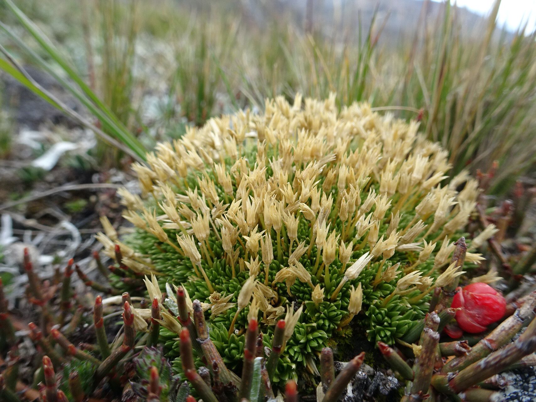Arenaria nitida habit