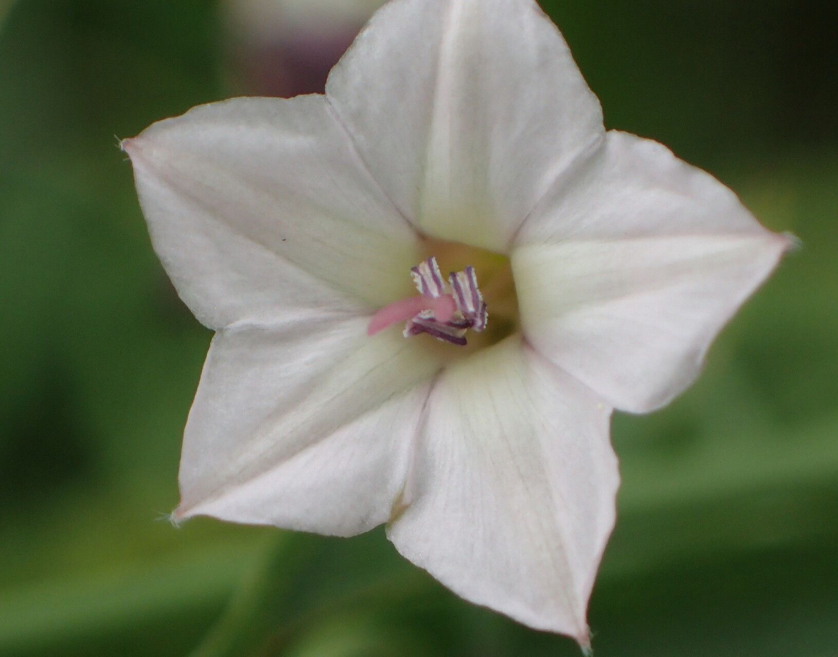 Convolvulus aschersonii flower