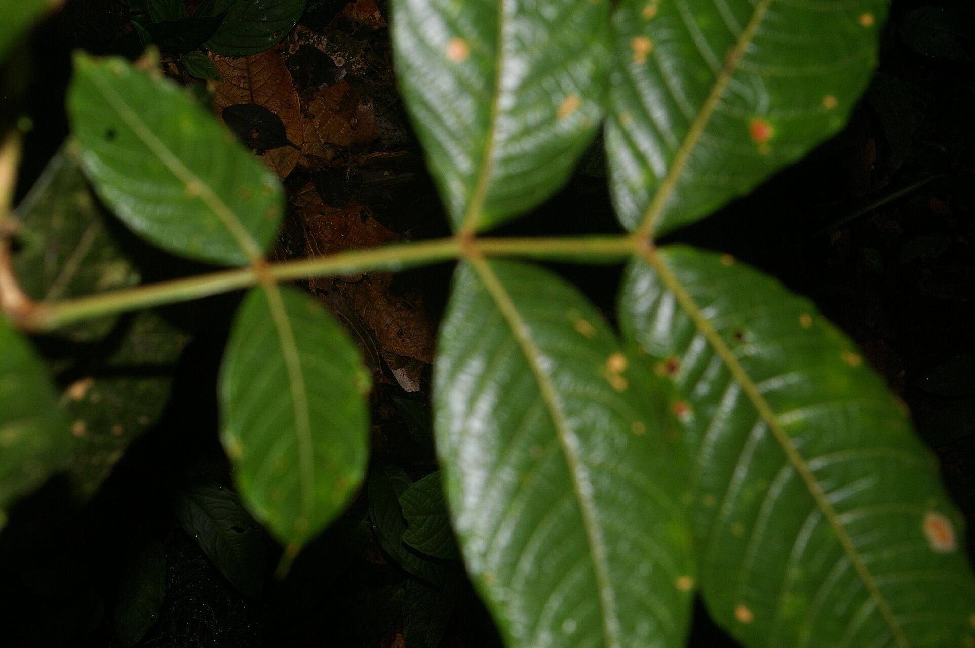 Inga leonis — houseplant care guide