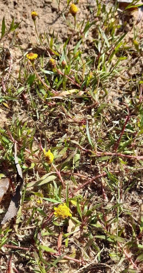 Acmella pusilla habit