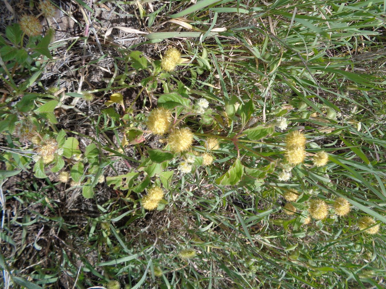 Cyathula erinacea habit