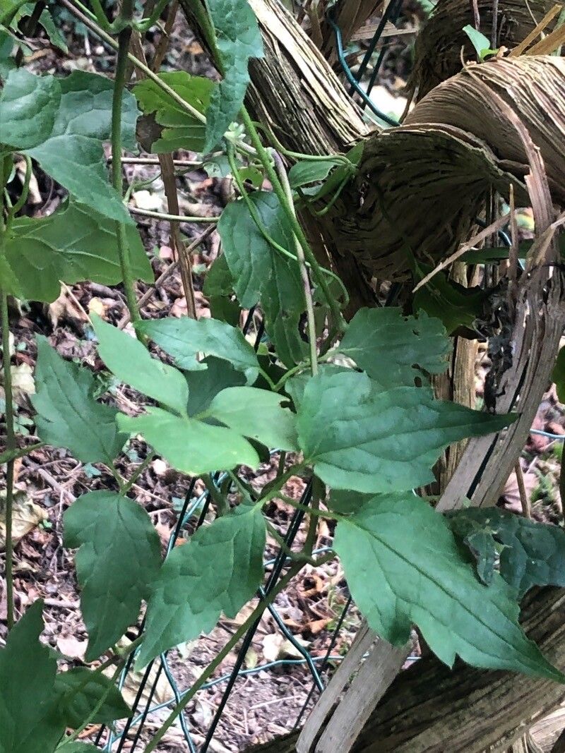 Clematis chrysocoma — search result for 'Clematis'