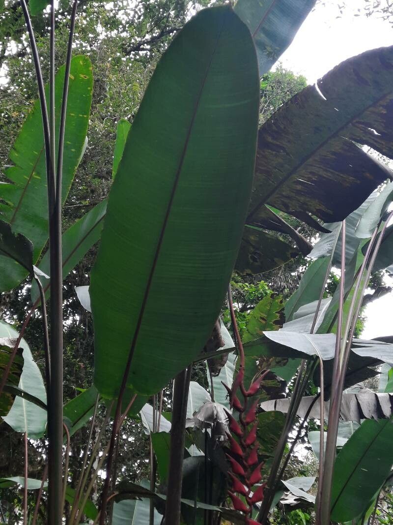 Heliconia stilesii — search result for 'Heliconia'