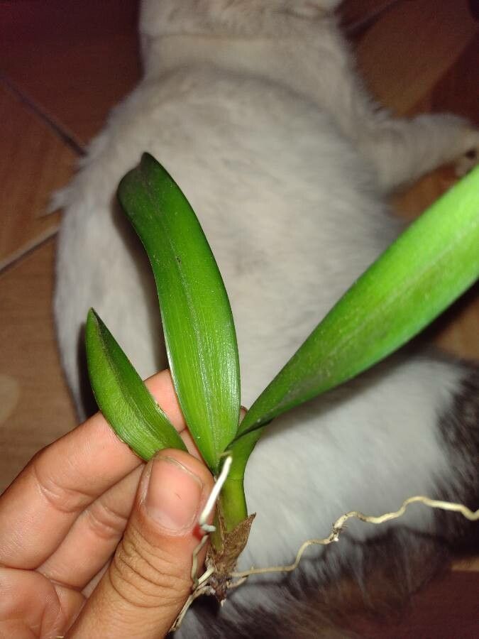 Rodriguezia venusta leaf