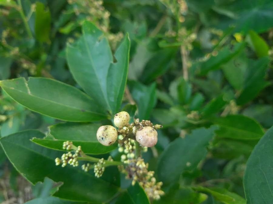 Glycosmis pentaphylla fruit