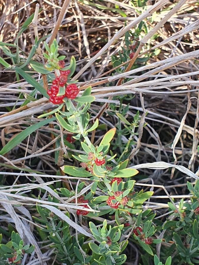 Pollichia campestris leaf