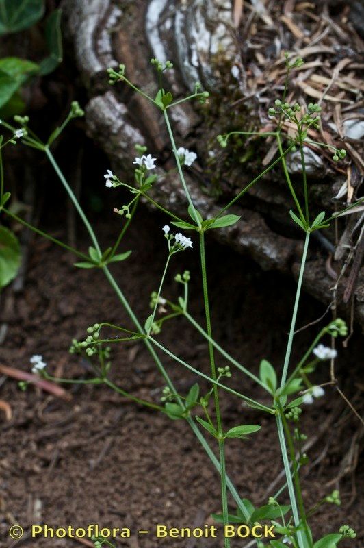 Asperula laevigata habit