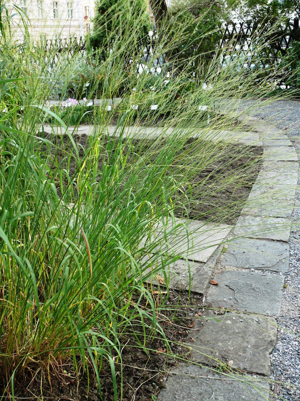 Panicum bulbosum — houseplant care guide