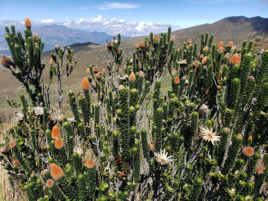 Chuquiraga jussieui habit