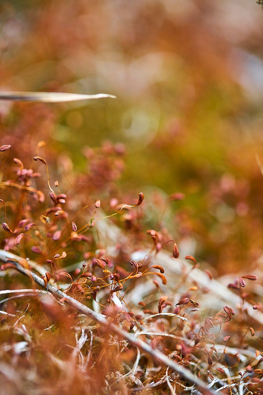 Sagina apetala fruit