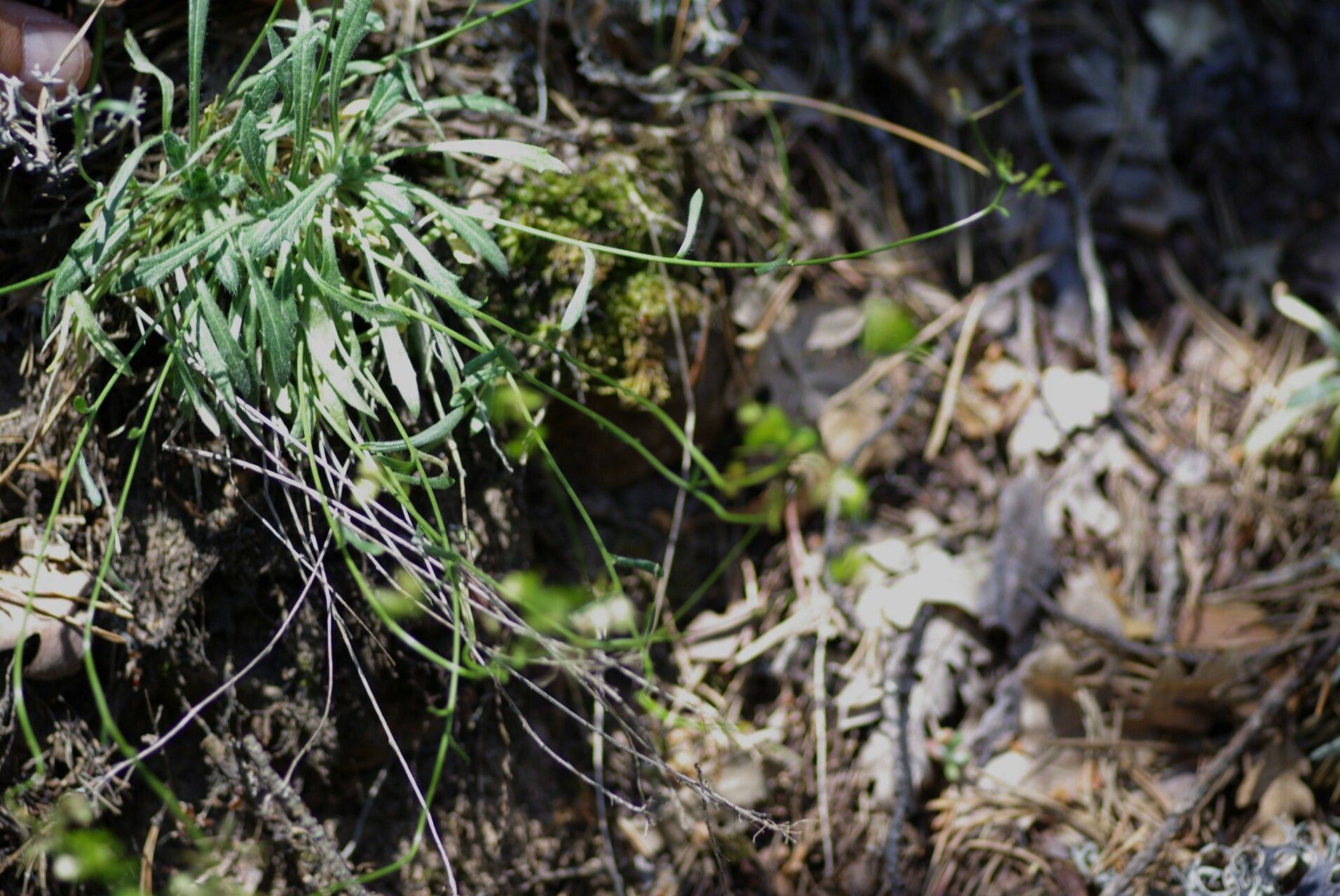 Biscutella atropurpurea habit
