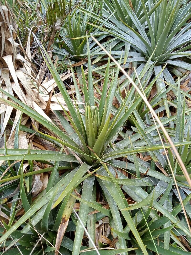 Puya trianae leaf