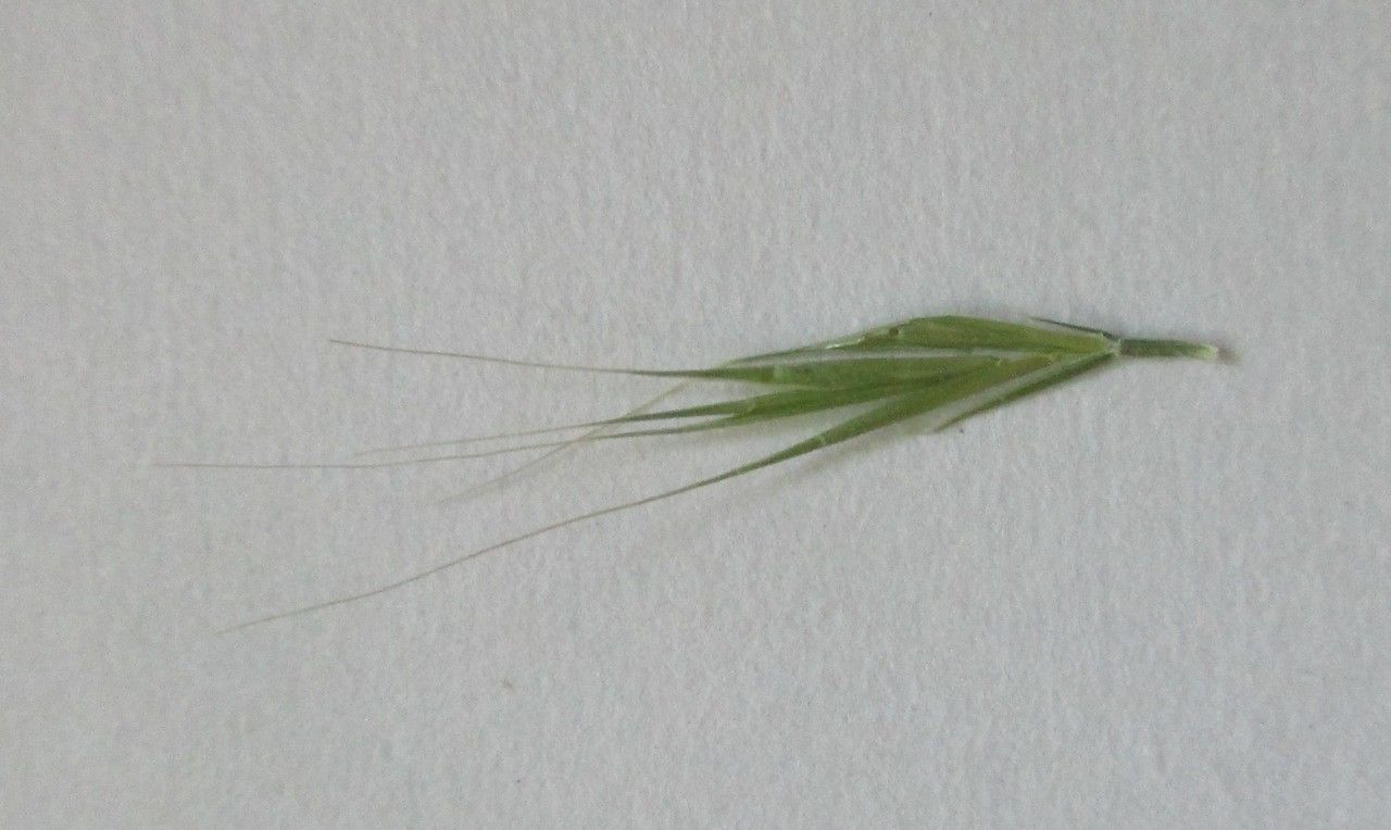 Festuca alopecuros leaf